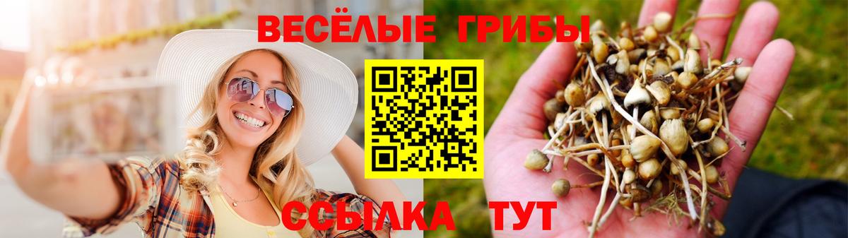 купить наркотик  Галлюциногенные грибы Psilocybe  Вход с VPN  Североуральск  Псилоцибиновые грибы прущие грибы 